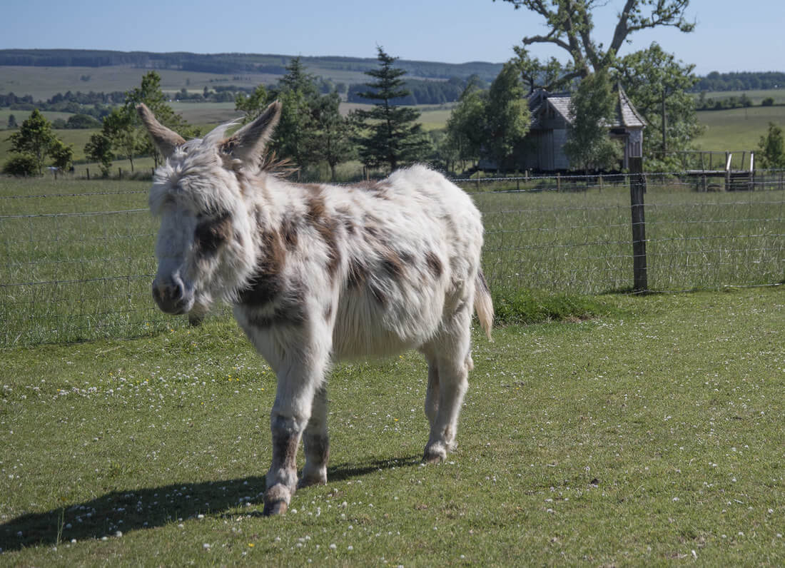 Small donkey in field