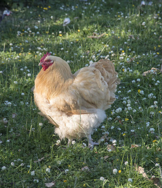 Brown hen in field