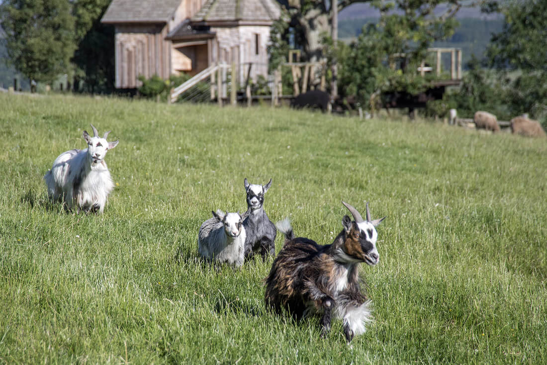 Goats sitting in a field