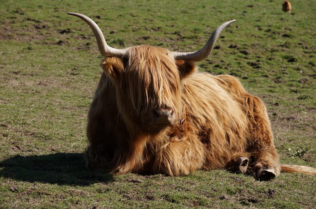 Highland cow sitting in field
