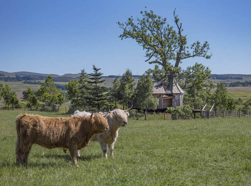 Highland cows near glamping treehouse