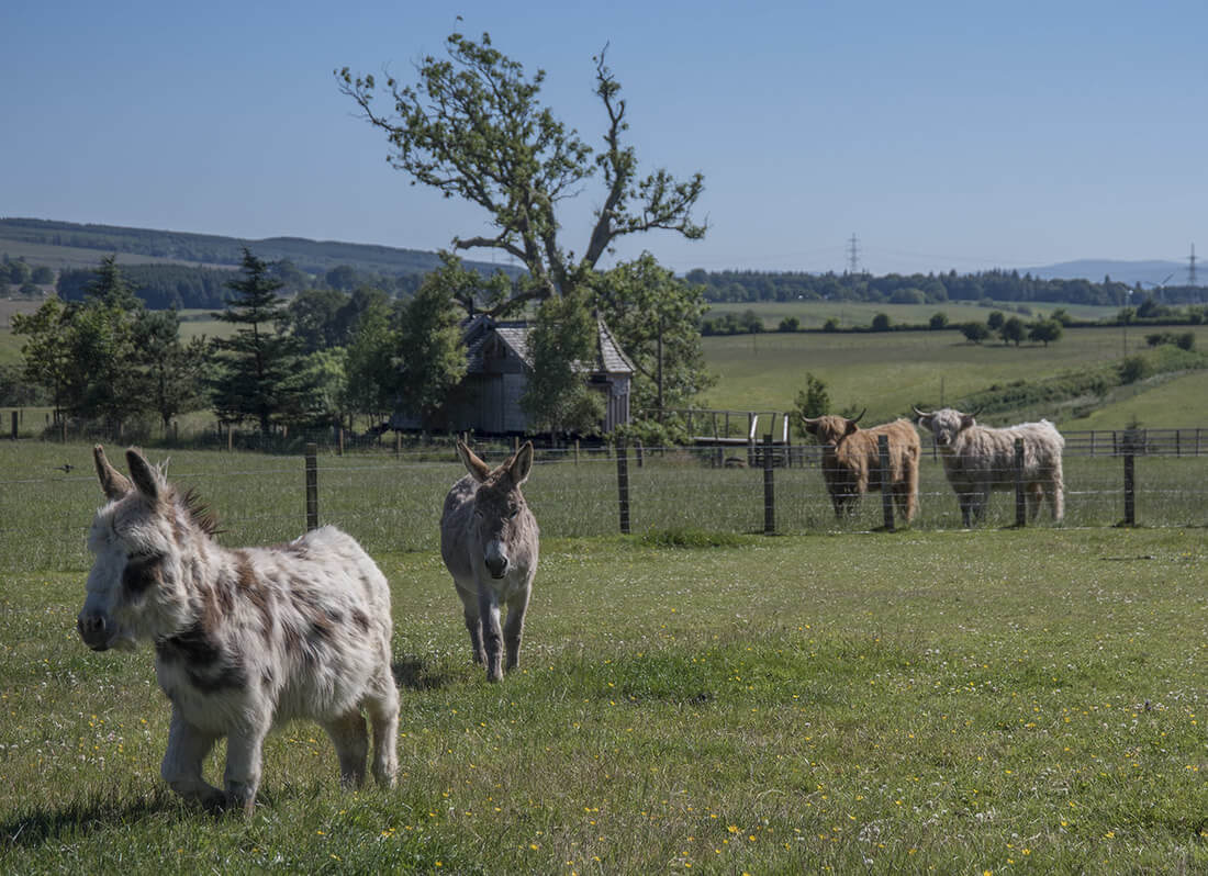 Small donkeys in a field